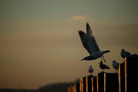 fugl, sjømåke, Strand, gull, vinge, himmel, måke, vinge, fly, dyre temaer, dyr i naturen, solnedgang, ingen folk, ett dyr, dyreliv, dyr, virveldyr, spre vinger, flying, natur, fokusere på forgrunnen, i lufta, utendørs, arkitektur, lav vinkel visning, trepost, 4K, CC0, offentlig domene, opphavsrett gratis