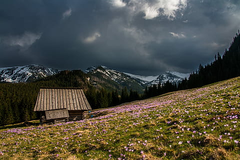 fotografia, verde, campo d'erba, grigio, Casa, circondato, rosa, fiori di petalo, fotografia del cielo, primavera, cabina, croco, capanna, fienile, nuvoloso, nube, pendio, montagna, fiore, albero, viaggio, all'aperto, paesaggio, nuvola - cielo, pianta fiorita, cielo, architettura, pianta, bellezza nella natura, natura, ambiente, scenics - natura, catena montuosa, terra, nessuno, struttura costruita, campo, destinazioni di viaggio, 4K, CC0, dominio pubblico, privo di copyright