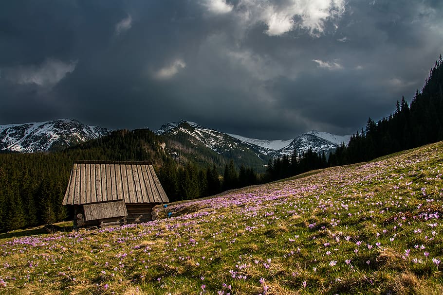 fotografia, verde, campo d'erba, grigio, Casa, circondato, rosa, fiori di petalo, fotografia del cielo, primavera, cabina, croco, capanna, fienile, nuvoloso, nube, pendio, montagna, fiore, albero, viaggio, all'aperto, paesaggio, nuvola - cielo, pianta fiorita, cielo, architettura, pianta, bellezza nella natura, natura, ambiente, scenics - natura, catena montuosa, terra, nessuno, struttura costruita, campo, destinazioni di viaggio, 4K
