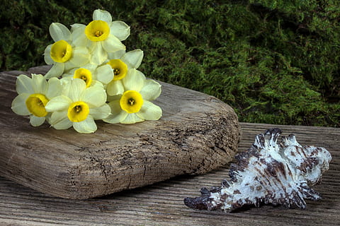 fiori, giunchiglie, conchiglia, sfondo, legna, legno - materiale, natura, pianta, fiore, pianta fiorita, giallo, freschezza, fragilità, bellezza nella natura, vulnerabilità, nessuno, infiorescenza, testa di fiore, petalo, giorno, avvicinamento, rappresentazione animale, tavolo, vista dall'alto, albero, 5K, CC0, dominio pubblico, privo di copyright