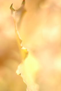 gult blad, efterår, gul, blad, orange, løv, blade, træ, oktober, gylden, guld, falde baggrunde, skønhed i naturen, plante, abstrakt, blomst, tæt på, blomstrende plante, ingen mennesker, natur, baggrunde, kronblad, friskhed, vækst, skrøbelighed, sårbarhed, selektiv fokusering, Rose, abstrakte baggrunde, rosenblomst, blomsterstand, blomsterhoved, blødhed, udendørs, blødt fokus, renhed, 2K, CC0, offentligt domæne, royaltyfrie