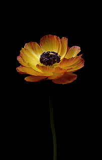 groc, vermell, flor de rosella, ranunculus, taronja, primavera, naturalesa, flor, florir, brillant, planta amb flors, pètal, fragilitat, vulnerabilitat, cap de flor, frescor, tir de l'estudi, inflorescència, bellesa a la natura, planta, primer pla, fons negre, creixement, pol·len, a l'interior, cap gent, sepal, 8K, CC0, domini públic, lliure de regalies