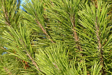 pin, pitic, ace, ramuri, pitic pitic, copac, verde, natură, Culoarea verde, nici o persoana, zi, creştere, plantă, frumusețe în natură, liniște, a închide, Brad, cadru complet, frunze, fundaluri, în aer liber, parte a plantelor, prospeţime, lumina soarelui, ac - parte a plantelor, conifer, frunza de palmier, 4K, CC0, domeniu public, fără drepturi de autor