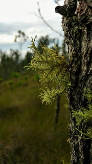 strom, borovice, mech, Příroda, zelená, rostlina, krajina, venkovní, belize, růst, zaměřit se na popředí, kmen stromu, kufr, detail, nikdo, den, zelená barva, krása v přírodě, selektivní zaměření, list, venku, rostlinné části, přistát, klid, voda, kůra, lišejník, 5K, CC0, veřejná doména, bez autorských práv