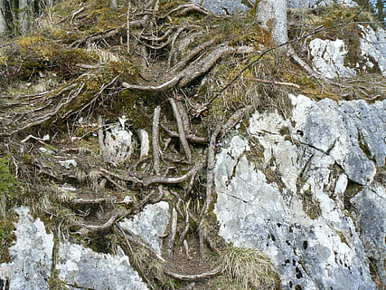 raíz, raíces de árbol, enraizado, Bosque mágico, hintersee, ramsau, planta, día, naturaleza, árbol, nadie, sólido, rock, roca - objeto, crecimiento, agua, al aire libre, tierra, vista de alto ángulo, belleza en la naturaleza, tranquilidad, texturizado, escena no urbana, fotograma completo, 1080P, CC0, dominio público, libre de derechos