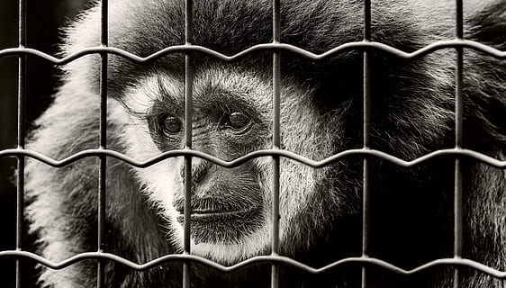 Graustufenfoto, Affe, hinter, Zaun, Gefangenschaft, traurig, eingesperrt, Tierfotografie, Gefängnis, Zoo, Gitter, sw, Käfig, gefangen, Häftling, Nahansicht, Schimpanse, Nur Männer, Menschen, draußen, beengter Raum, Metall, Tier, Tierthemen, Primas, Wirbeltier, keine Leute, Säugetier, Barriere, Grenze, Tierwelt, ein Tier, Tiere in Gefangenschaft, Draht, stehlen, Legierung, 5K, CC0, gemeinfrei, lizenzfrei
