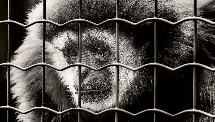 fotografia en escala de grisos, mico, darrere, tanca, captivitat, trist, empresonat, fotografia de fauna salvatge, presó, zoo, quadrícula, sw, gàbia, atrapat, pres, primer pla, ximpanzé, només homes, gent, a l'aire lliure, espai limitat, metall, animal, temes d'animals, primat, vertebrats, cap gent, mamífer, barrera, límit, fauna animal, un animal, animals en captivitat, cable, acer, aliatge, 5K