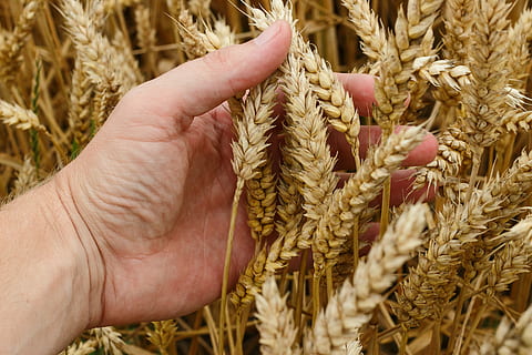 persona, detenzione, Marrone, fiore, Grano, colture, pane, raccogliere, agricoltura, semi, picchi, kolos, natura, campo, villaggio, estate, d'estate, giallo, cereali, cannuccia, azienda agricola, prosperità, Un sacco, cibo, agronomo, coltivazione, scelta, pianta di cereali, raccolto, raccolta, seme, maturo, scena rurale, biologico, crescita, color oro, avvicinamento, orzo, pianta, mano umana, parte del corpo umano, mano, una persona, cibo e bevande, giorno, paesaggio, all'aperto, dito, 5K, CC0, dominio pubblico, privo di copyright