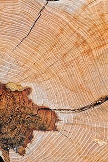 fusta, textura, node, vell, taula, troncs, eixos, planta, fons, patró, marc complet, arbre, marró, cap gent, material de fusta, escorça, primer pla, monstre de l'arbre, patró natural, anell d’arbre, tronc de l'arbre, naturalesa, dia, tronc, bosc, a l'aire lliure, gra de fusta, condició natural, 4K, CC0, domini públic, lliure de regalies