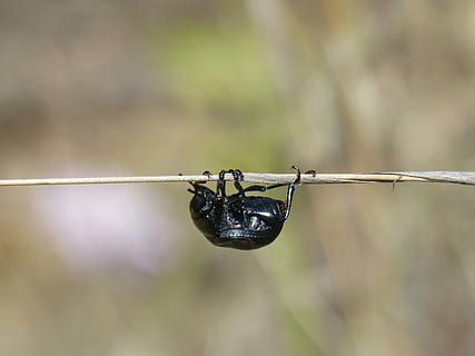 scarafaggio, ramo, testa in giù, sottosopra, insetto, attraversare, concentrarsi sulle conoscenze acquisite, avvicinamento, filo, nessuno, giorno, natura, sospeso, filo spinato, all'aperto, metallo, albero, pianta, sicurezza, protezione, messa a fuoco selettiva, animali allo stato selvatico, ramoscello, temi animali, cibo e bevande, 2K, CC0, dominio pubblico, privo di copyright