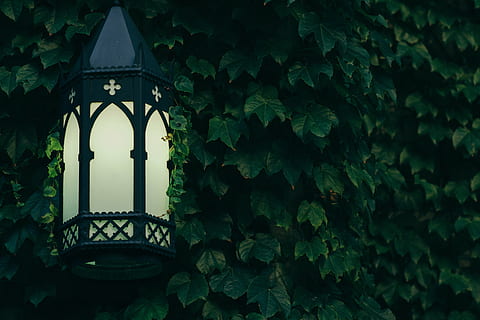 tændt, sort, metal, indrammet, lanterne, grøn, blad, træ, lampe, stadig, elementer, ting, dekorative, lys, stolpe, scones, blade, vinstokke, væg, arkitektur, bygget struktur, bue, ingen mennesker, dag, indendørs, bygning udvendig, plante del, grøn farve, vækst, plante, bygning, natur, vedbend, udendørs, vindue, skønhed i naturen, historie, fortiden, lav vinkel visning, udsmykkede, 5K, CC0, offentligt domæne, royaltyfrie