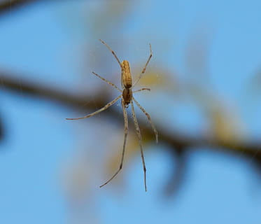 aranya, insecte, macro, web, detallat, pelut, invertebrat, fauna animal, primer pla, temes d'animals, animal, animals a la natura, un animal, enfocament selectiu, dia, cap gent, naturalesa, blau, a l'aire lliure, centrar-se en primer pla, part del cos dels animals, branca, planta, artròpode, zoologia, 2K, CC0, domini públic, lliure de regalies