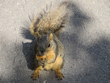 Eichhörnchen, Essen, Nuss, Asphalt, Boden, betteln, Nahrungssuche, pelzig, pelzigen Schwanz, süß, Tierwelt, ein Tier, Nagetier, Tiere in freier Wildbahn, Säugetier, High Angle View, keine Leute, Tag, Wirbeltier, Straße, Natur, draußen, Kamera betrachten, Porträt, Nahansicht, 2K, CC0, gemeinfrei, lizenzfrei