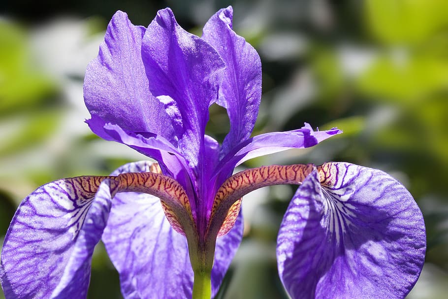 iris, pseudacorus de l'iris, iris púrpura, planta, iridàcies, flor, fulles penjants, fulles de dom, florir, macro, planta amb flors, porpra, vulnerabilitat, primer pla, fragilitat, frescor, bellesa a la natura, iris - planta, pètal, creixement, cap de flor, inflorescència, centrar-se en primer pla, naturalesa, primavera, dia, cap gent, a l'aire lliure, 4K