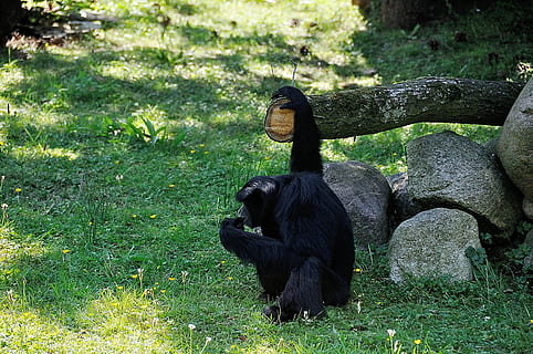 Affe, Äffchen, wild, lausen, Tier, Natur, Zoo, Tierwelt, Säugetier, süß, Primas, ein Tier, Wirbeltier, schwarze Farbe, Tiere in freier Wildbahn, Gorilla, Pflanze, Tag, Land, keine Leute, Gras, draußen, 4K, CC0, gemeinfrei, lizenzfrei