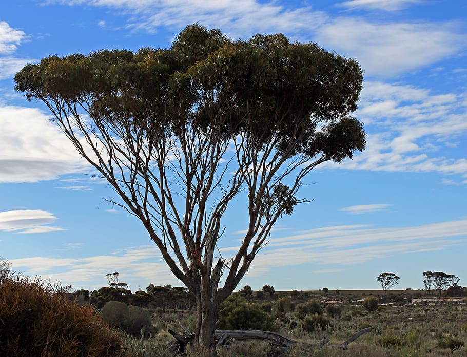 arbre, Outback, Austràlia, humor, tarda, Outback, Austràlia, paisatge, núvol - cel, cel, desert, escenics, planta, escenics - natura, escena tranquil·la, bellesa a la natura, tranquil·litat, naturalesa, medi ambient, escena no urbana, creixement, dia, cap gent, terra, a l'aire lliure, camp, herba, clima àrid, semiàrid, 4K