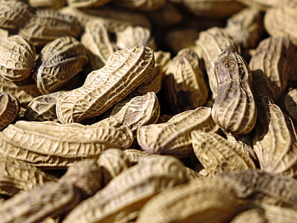 jordnødder, nødder, snack, crack, skal, mad, Brun, tør, tæt på, baggrunde, natur, makro, organisk, mad og drikke, sund kost, bunke, frø, ingen mennesker, fuld ramme, indendørs, overflod, stor gruppe af objekter, velvære, friskhed, selektiv fokusering, stilleben, nød, tørret mad, møtrik - mad, jordnødde - mad, 4K, CC0, offentligt domæne, royaltyfrie