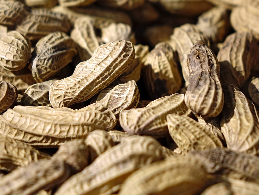 jordnødder, nødder, snack, crack, skal, mad, Brun, tør, tæt på, baggrunde, natur, makro, organisk, mad og drikke, sund kost, bunke, frø, ingen mennesker, fuld ramme, indendørs, overflod, stor gruppe af objekter, velvære, friskhed, selektiv fokusering, stilleben, nød, tørret mad, møtrik - mad, jordnødde - mad, 4K