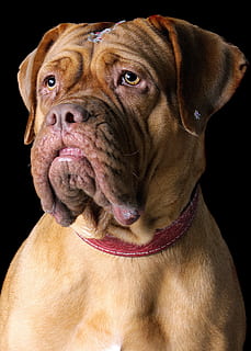 fechar-se, foto, adulto, francês, mastim, cão, animal, fofa, um animal, canino, mamífero, temas animais, doméstico, pets, animais domésticos, tiro do estúdio, fundo preto, vertebrado, dentro de casa, retrato, olhando, olhando para longe, parte do corpo animal, cabeça de animal, ninguém, olho animal, 1080P, CC0, domínio público, royalty free