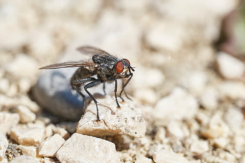 fliegen, Insekt, Makro, Flügel, schließen, Facettenaugen, Natur, Makrofotografie, Kreatur, Insektenmakro, Tier, Tierthemen, Tierwelt, ein Tier, Tiere in freier Wildbahn, wirbellos, solide, Nahansicht, Rock - Objekt, Rock, Tierflügel, Fokus auf den Vordergrund, keine Leute, draußen, Tag, Tierkörperteil, selektiver Fokus, 4K, CC0, gemeinfrei, lizenzfrei
