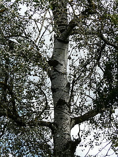 populus alba, ceppo, abbaiare, albero, pioppo, pioppo bianco, serra al pascolo, Salicaceae, pianta, Inquadratura dal basso, tronco d'albero, crescita, tronco, ramo, natura, nessuno, giorno, la tranquillità, bellezza nella natura, all'aperto, terra, cielo, foresta, sfondi, fotogramma intero, luce del sole, scenics - natura, baldacchino di albero, 2K, CC0, dominio pubblico, privo di copyright