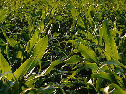 kornåker, blader, mais, felt, maisblader, korn, felt, dyrking, grønn, blad, dyre mat, mat, grønn farge, jordbruk, vekst, grønnsak, ingen folk, anlegg, plante del, skjønnhet i naturen, land, natur, bakgrunn, full ramme, dag, avling, utendørs, sollys, nærbilde, ro, 2K, CC0, offentlig domene, opphavsrett gratis
