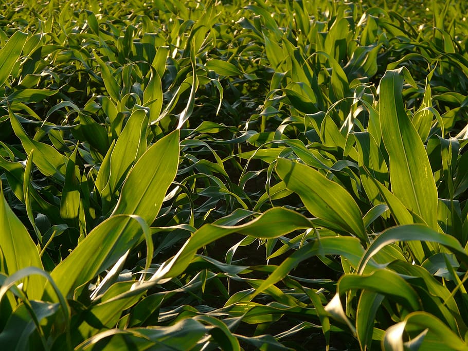 Kornfeld, Blätter, Mais, Feld, Maisblätter, Mais, Feld, Anbau, Grün, Blatt, Tierfutter, Lebensmittel, grüne Farbe, Landwirtschaft, Wachstum, Gemüse, keine Leute, Pflanze, Pflanzenteil, Schönheit in der Natur, Land, Natur, Hintergründe, Vollbild, Tag, Ernte, draußen, Sonnenlicht, Nahansicht, Ruhe, 2K