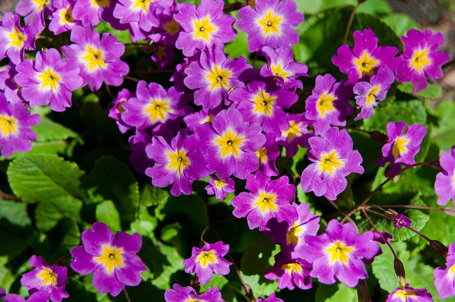 fiori, primavera, fioritura, violette, fiore, estate, pianta, natura, viola, flora, letto di fiori, fiore viola, foglio, erba, avvicinamento, bellissimo, verde, verdura, lilla, fiori estivi, pianta fiorita, freschezza, petalo, bellezza nella natura, crescita, fragilità, vulnerabilità, testa di fiore, infiorescenza, nessuno, giorno, all'aperto, vista dall'alto, sfondi, botanica, 4K