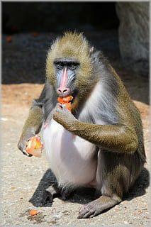 monkey, monkeys, fruit, delicacy, business, zoo, artis, holland, amsterdam, funny, nature, animal, animals, primate, animals in the wild, animal wildlife, one animal, vertebrate, eating, food, mammal, day, food and drink, sitting, focus on foreground, people, healthy eating, outdoors, 1080P, CC0, public domain, royalty free