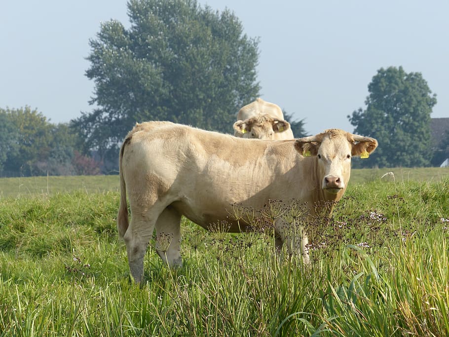 mucche, pascolo, Manzo, pianta, domestico, campo, bestiame, temi animali, animali domestici, animale, erba, mammifero, terra, vertebrato, albero, mucca, crescita, bovini domestici, natura, colore verde, cielo, nessuno, erbivoro, all'aperto, 4K