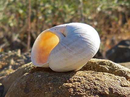 Caracol, Rocha, Concha, animais selvagens, animais em estado selvagem, animal, temas animais, fechar-se, focar em primeiro plano, sólido, um animal, ninguém, rock - objeto, natureza, dia, texturizado, ao ar livre, vertebrado, beleza na natureza, terra, mar, pássaro, marinho, 4K, CC0, domínio público, royalty free