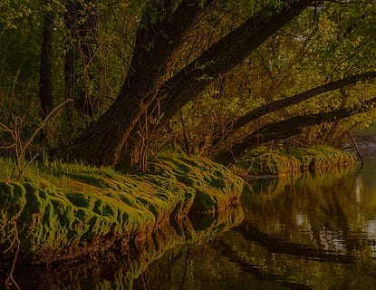 arbre forestal, molsa, platja, reflexió, aigua, llac, arbre, planta, tranquil·litat, escena tranquil·la, bellesa a la natura, creixement, terra, naturalesa, cap gent, escenics - natura, tronc de l'arbre, tronc, medi ambient, paisatge, dia, color verd, bosc, escena no urbana, a l'aire lliure, 4K, CC0, domini públic, lliure de regalies