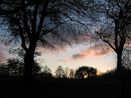 himmel, skyer, skyer form, solopgang, skygge, træ, plante, silhuet, skønhed i naturen, ro, solnedgang, rolig scene, scenics - natur, jord, sky - himmel, natur, ingen mennesker, vækst, afdeling, Mark, bare træ, idyllisk, miljø, landskab, udendørs, 2K, CC0, offentligt domæne, royaltyfrie
