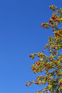 Rowan, bacca, rosso, foglie, ramo, cielo, rosso, le foglie, estate, frutta, d'estate, fresco, verde, natura, foglie verdi, pianta, luminosa, giorno d'estate, verdura, blu, cielo sereno, albero, nessuno, crescita, Inquadratura dal basso, bellezza nella natura, copia spazio, giorno, fiore, pianta fiorita, la tranquillità, fragilità, all'aperto, freschezza, primavera, modificare, cima dell'albero, fiore di ciliegio, 5K, CC0, dominio pubblico, privo di copyright