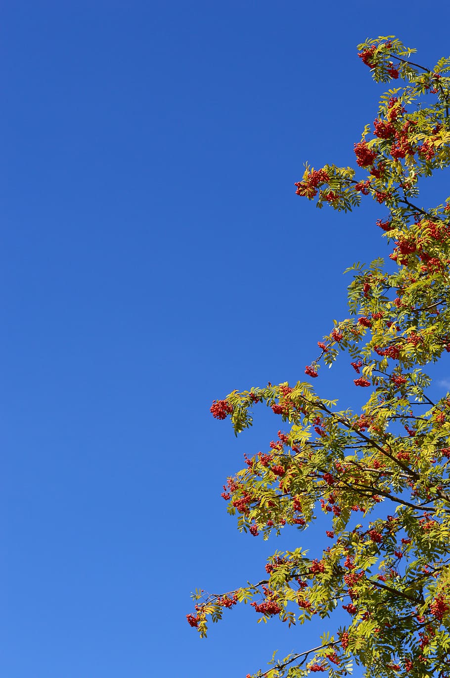 Rowan, bacca, rosso, foglie, ramo, cielo, rosso, le foglie, estate, frutta, d'estate, fresco, verde, natura, foglie verdi, pianta, luminosa, giorno d'estate, verdura, blu, cielo sereno, albero, nessuno, crescita, Inquadratura dal basso, bellezza nella natura, copia spazio, giorno, fiore, pianta fiorita, la tranquillità, fragilità, all'aperto, freschezza, primavera, modificare, cima dell'albero, fiore di ciliegio, 5K