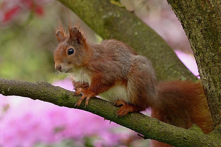 esquirol, branca d'un arbre, sciurus, animal, mamífer, jardí, arbre, temes d'animals, fauna animal, rosegador, un animal, planta, naturalesa, flor, vertebrats, animals a la natura, planta amb flors, cap gent, bonic, a l'aire lliure, branca, primer pla, color rosa, petit, 2K