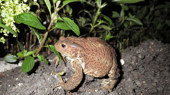 ropucha, żaba, Natura, tematy zwierzęce, zwierzę, jedno zwierzę, zwierzęca przyroda, zwierzęta na wolności, gad, kręgowiec, część rośliny, liść, żadnych ludzi, roślina, jaszczurka, zbliżenie, na dworze, środowisko, dzień, wylądować, płaz, solidny, Las deszczowy, skala zwierząt, iguana, 4K, CC0, domena publiczna, darmowe zdjęcia