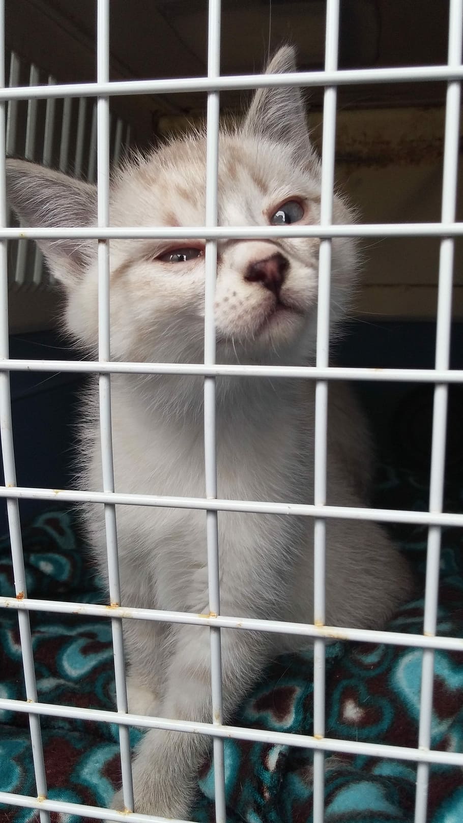 gatet, bonic, gat, gàbia, presó, trist, solitari, atrapat, metall, temes d'animals, primer pla, animal, mamífer, nacional, animals en captivitat, mascotes, grup d’animals, cap gent, retrat, caní, gos, animals domèstics, vertebrats, mirant la càmera, part del cos dels animals, cap d’animals, musell, 4K