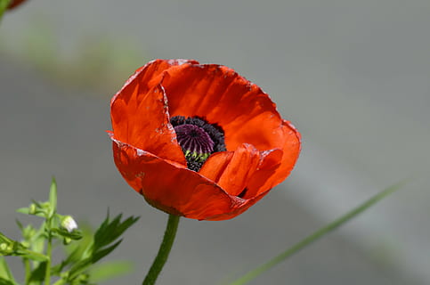 rosella, klaschtmohn, naturalesa, planta, flor, vermell, pètal, estiu, primer pla, planta amb flors, frescor, bellesa a la natura, cap gent, cap de flor, fragilitat, inflorescència, centrar-se en primer pla, vulnerabilitat, color taronja, fruita, menjar, creixement, a l'aire lliure, 4K, CC0, domini públic, lliure de regalies