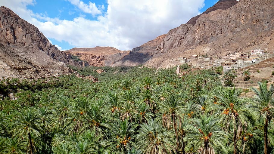 verd, palmeres, vessants de muntanya, arbres de coco, envoltat, muntanya, arbre, vall, Palmera, rock, palmell, naturalesa, poble, vessant, marroquí, terra, planta, cel, paisatge, desert, medi ambient, escenics - natura, núvol - cel, bellesa a la natura, clima àrid, clima, planta suculenta, destinacions de viatge, palmera datilera, clima tropical, cap gent, Serra, a l'aire lliure, plantació, semiàrid, 4K