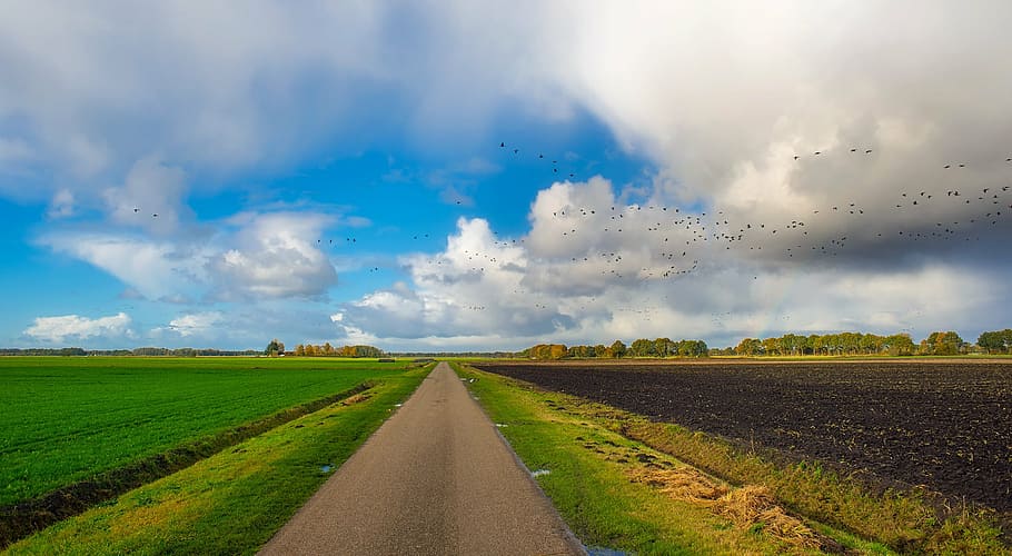 strada statale, verde, campo d'erba, giorno, autunno, cielo, nuvole, paesaggio, azienda agricola, i campi, uccelli, gregge, strada, foresta, alberi, boschi, primavera, natura, all'aperto, nazione, campagna, rurale, hdr, Olanda, agricoltura, campo, scena rurale, nuvola - cielo, la tranquillità, Paesaggi, terra, ambiente, pianta, bellezza nella natura, scena tranquilla, erba, mezzi di trasporto, punto di fuga, prospettiva decrescente, nessuno, direzione, 1080P