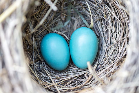 selektiv, fokus fotografie, zwei, Blau, Eier, Vogel, Nest, Tierwelt, Natur, natürlich, Zuhause, Frühling, wild, Tier, Baum, klein, Haus, Ast, Leben, Gras, Struktur, Weber, braun, Gruppe, Vogelnest, Ostern, Stroh, Weiß, Holz, Zweige, draussen, Geburt, Ökologie, leeren, Lebensmittel, Wald, Paar, Zwilling, scheinen, Textur, Robin, frisch, Sommer-, Design, Korn, Makro, Muster, Ei, Tiernest, Feier, Osterei, Urlaub, neues Leben, Nahansicht, Anfänge, Zerbrechlichkeit, selektiver Fokus, High Angle View, tierisches Ei, Verletzlichkeit, keine Leute, türkisfarben, draußen, Notgroschen, 5K