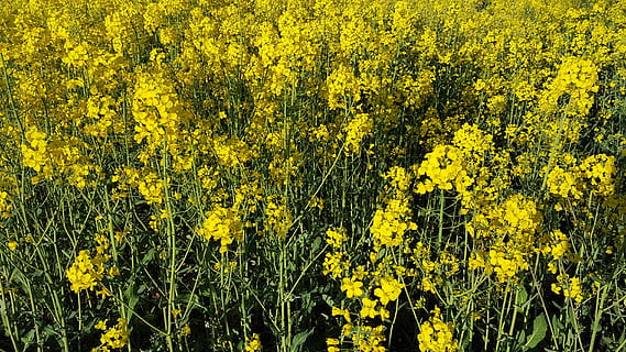 rapeseed, bunga-bunga, bidang, musim semi, kuning, tanaman, Polandia, alam, menanam, pertumbuhan, keindahan di alam, bunga, tanah, pemerkosaan biji minyak, tanaman berbunga, kerentanan, kelimpahan, kerapuhan, pertanian, tidak ada orang, kesegaran, hari, bingkai penuh, pemandangan, scenics - alam, di luar rumah, 5K, CC0, domain publik, bebas royalti