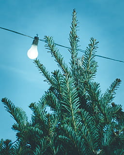 blue, sky, tree, light, bulb, wire, plant, low angle view, growth, green color, lighting equipment, nature, leaf, electricity, beauty in nature, plant part, palm tree, day, no people, cable, tropical climate, outdoors, light bulb, palm leaf, 2K, CC0, public domain, royalty free