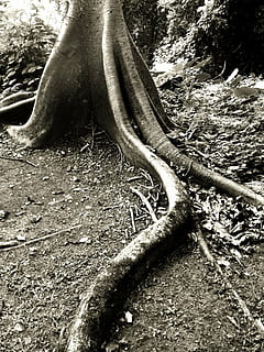 tree, tropical, root, forest, rainforest, nature, land, plant, day, no people, tree trunk, trunk, tranquility, growth, outdoors, beauty in nature, wood, falling, field, wood - material, tranquil scene, fallen tree, 1080P, CC0, public domain, royalty free