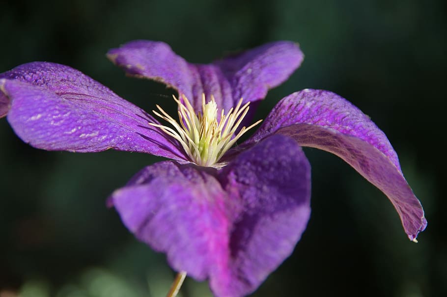 iris, diverso colore, viola, fiore, deco, Iridaceae, vicino, pianta, fiorire, fioritura, flora, pianta ornamentale, natura, macro, conservazione della natura, amore, i regali, pianta fiorita, petalo, avvicinamento, freschezza, bellezza nella natura, vulnerabilità, fragilità, crescita, testa di fiore, infiorescenza, concentrarsi sulle conoscenze acquisite, nessuno, giorno, messa a fuoco selettiva, polline, all'aperto, iris - pianta, primavera, 4K