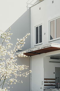 blanc, cirera, flor, arbre, de gran alçada, edifici, frontal, casa, ombra, llum solar, arquitectura, sol, munchen, munich, exterior de l'edifici, estructura construïda, planta, finestra, naturalesa, creixement, planta amb flors, barri residencial, vista d’angle baix, dia, cap gent, Color blanc, a l'aire lliure, frescor, fragilitat, primavera, flor de cirerer, 2K, CC0, domini públic, lliure de regalies