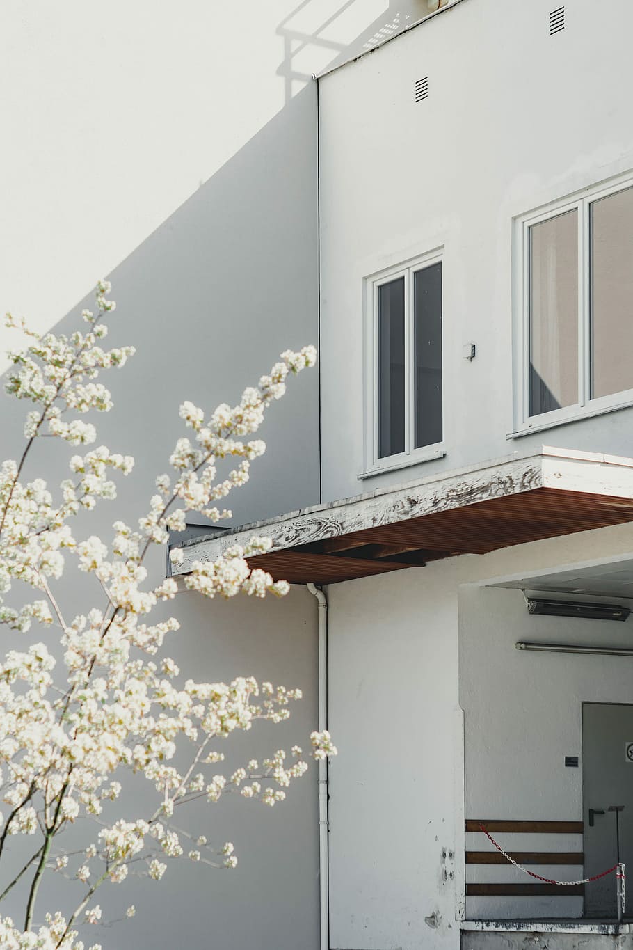 blanc, cirera, flor, arbre, de gran alçada, edifici, frontal, casa, ombra, llum solar, arquitectura, sol, munchen, munich, exterior de l'edifici, estructura construïda, planta, finestra, naturalesa, creixement, planta amb flors, barri residencial, vista d’angle baix, dia, cap gent, Color blanc, a l'aire lliure, frescor, fragilitat, primavera, flor de cirerer, 2K
