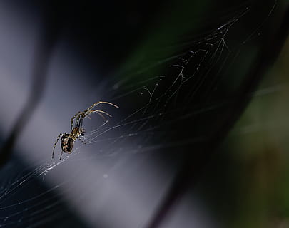 Spinne, Segeltuch, Beamer, ein Tier, Spinnennetz, Insekt, Tierwelt, Tierthemen, wirbellos, Spinnentier, Tier, Tiere in freier Wildbahn, Gliederfüßer, Nahansicht, selektiver Fokus, Zerbrechlichkeit, keine Leute, Fokus auf den Vordergrund, Natur, Zoologie, Verletzlichkeit, Tag, Tierbein, draußen, Netz, 2K, CC0, gemeinfrei, lizenzfrei