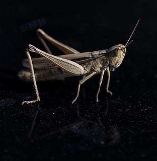 cricket, Insecta, afspejling, tæt på, insekt, hvirvelløse, et dyr, dyre temaer, dyr, dyreliv, græshoppe, dyr i naturen, dyr kropsdel, dyr antenne, sort baggrund, ingen mennesker, natur, ekstrem nærbillede, makro, dyr ben, udendørs, selektiv fokusering, 1080P, CC0, offentligt domæne, royaltyfrie